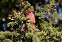 Krognæb_DSC600520140612