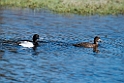 Lesser Scaup_DSC568520140609