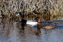 Lesser Scaup_DSC569520140609