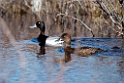 Lesser Scaup_DSC569720140609