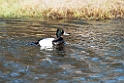 Lesser Scaup_DSC592520140611