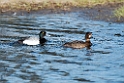 Lesser Scaup_DSC592820140611