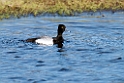 Lesser Scaup_DSC593220140611