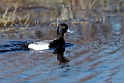 Lesser Scaup_DSC613020140612