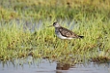 Lesser Yellowlegs_DSC580420140610