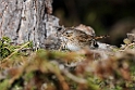 Lincolm's Sparrow_DSC605220140612
