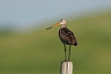 Marble Godwit_DSC523920140605