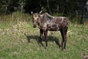 Moose Rinding Mountain_DSC521620140604