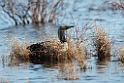 Pacific Loon_DSC574520140610