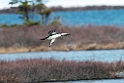 Pacific Loon_DSC575220140610