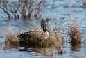 Pacific loon_DSC573720140610
