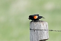 Red-winged Blackbird_DSC552220140606