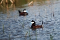 Ruddy duck_DSC538720140606