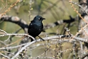 Rusty Blackbird_DSC603220140612