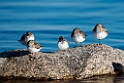 Sandpipers_DSC615320140612