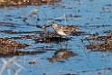 Semipalmated Sandpiper_DSC563220140607