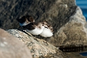 Semipalmated Sandpiper_DSC615820140612
