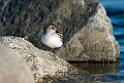 Semipalmated Sandpiper_DSC616020140612