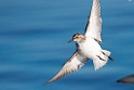 Semipalmated Sandpiper_DSC618120140612