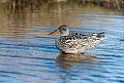 Skeand_DSC589920140611