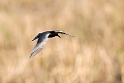 Sortterne_DSC506320140601