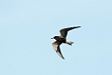 Sortterne_DSC508120140601