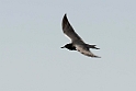 Sortterne_DSC509220140601