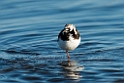 Stenvender_DSC617220140612