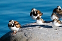Stenvender_DSC617420140612
