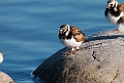 Stenvender_DSC617720140612
