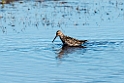 Stilt Sandpiper_DSC562820140607