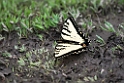 Svalahale_DSC556120140607