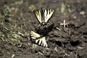Svalahale_DSC556720140607