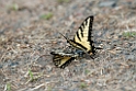 Svalahale_DSC557220140607