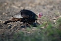 Turkey_DSC5535´20140607
