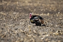Turkey_DSC555520140607