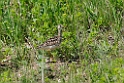 Upland Sandpiper_DSC534220140605