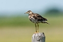 Upland sandpiper_DSC532320140605