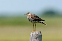 Upland sandpiper_DSC533120140605