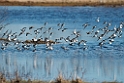 Waders_DSC563520140607