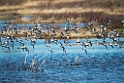 Waders_DSC565420140607