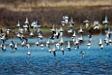 Waders_DSC565520140706