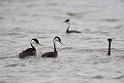 Western Grebe_DSC5475.20140606