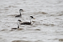 Western Grebe_DSC548620140606