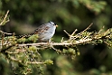 White-crowned Sparrow_DSC596520140612