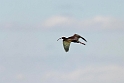 White-faced Ibis_DSC551220140606