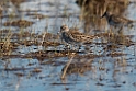 White-rumped Sandpiper_DSC561120140607