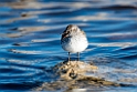White-rumped Sandpiper_DSC616720140612