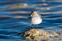 White-rumped Sandpiper_DSC616920140612