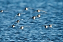 White-rumped Sandpiper_DSC618520140612